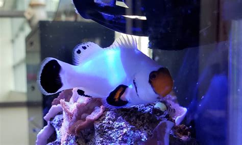 Check spelling or type a new query. FS - Wyoming White Clownfish - Reef Central Online Community