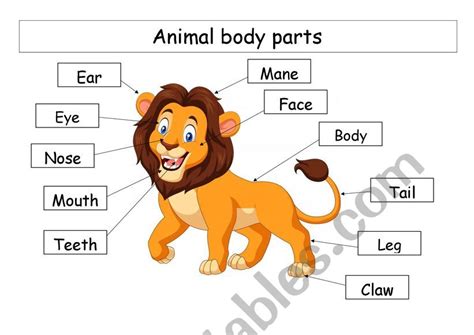 animal body parts esl worksheet  erm