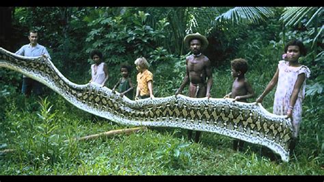 As you see, it looks like player number 13 has the longest arm in the world :) i believe everyone knows what's the trick behind this photo, but for those. BIGGEST SNAKE IN THE WORLD!!! - YouTube
