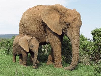 Mother and Calf, African Elephant (Loxodonta Africana ...