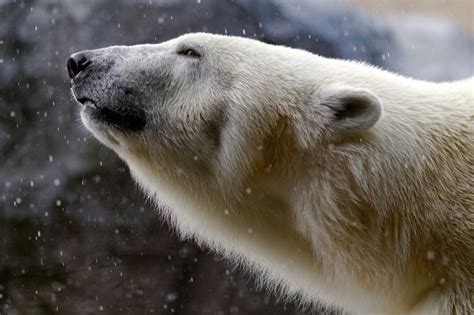 Fondos De Pantalla Animales Fauna Silvestre Osos Polares Bigotes