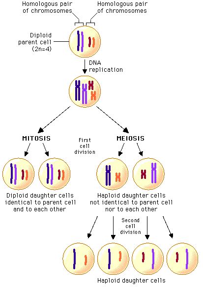 These cells are called haploid. Pearson - The Biology Place