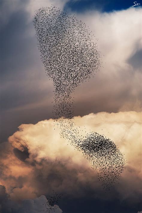 Cloud Formationbird Formation Bird Pictures Birds In The Sky Clouds