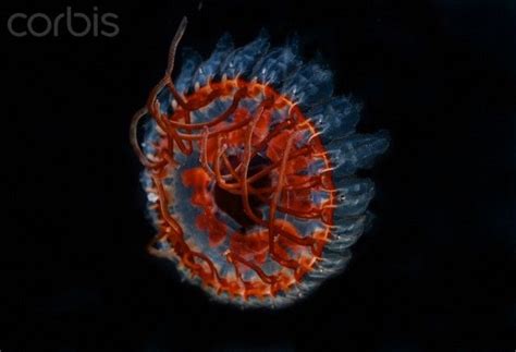 Craspedacusta Sowerbyi Jellyfish Cnidaria Color