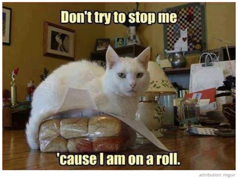 Pin By Ptrpan On Cats In 2020 Funny Cat Photos Cat Puns Cat Jokes