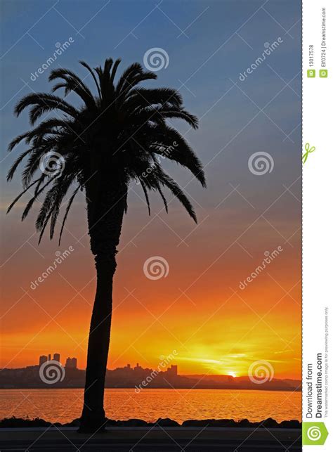 Beautiful Silhouette Of Palm Tree And Sunset Stock Photo