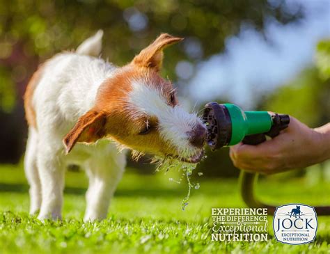 Often, dog owners are at a loss on the kinds of food to feed their husky puppies. Ask the Expert: Dehydration in Dogs - JOCK Dog Food