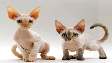 Top 13 Beautiful Devon Rex Cat Breeders Photos Youtube