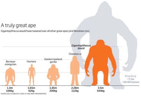 Hämta alla bilder och använd dem även för kommersiella projekt. Jungle tales: the real King Louie was the biggest ape of all | New Scientist
