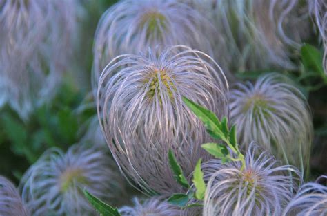 It contains certain chemical constituents that are widely used in western medicine. Yellow Clematis have gone to seed looking like "Hippies on ...