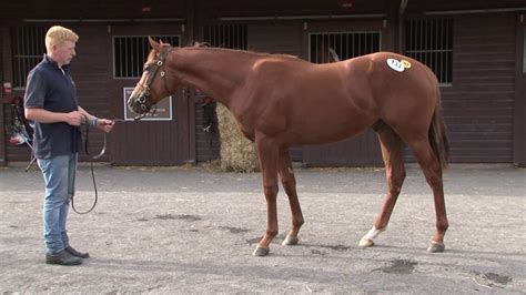 goffs uk premier sales 2016 lot 133 dragon pulse ex dancing duchess for middleham park