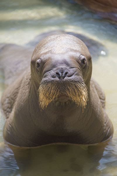 Baby Walrus Born For The First Time At Seaworld Orlando
