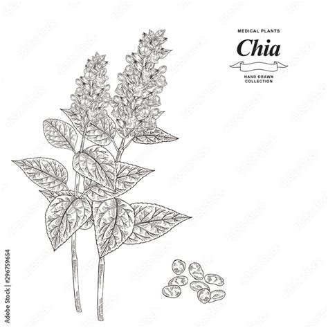Chia Plant Hand Drawn Chia Flowers And Seeds Isolated On White