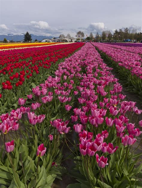 Skagit Valley Tulip Festival Stock Photo Image Of Colorful Flowers