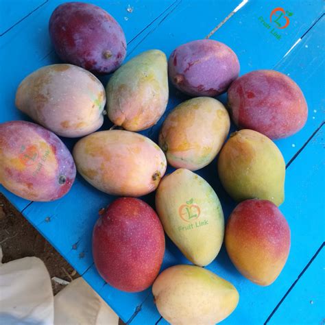 Tommy Mango Fruit Link Fresh Produce