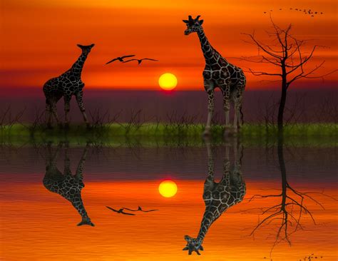 Sunset Safari Safari Sunset Amazing Sunsets