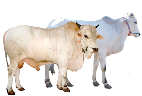 The resolution of png image is 1969x1639 and classified to open box ,open hand ,open zipper. Foto Kambing Dan Sapi
