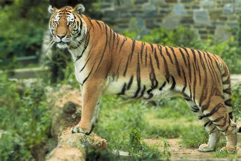 Bengal Tiger Facts Dogs And Cats Pet Care And Advice Plus Wild Animals