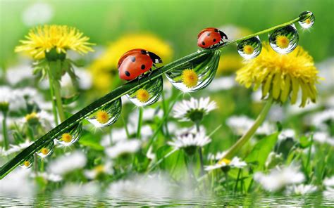 Morning Dew Drops Grass With Water Ladybug Yellow Meadow Flowers
