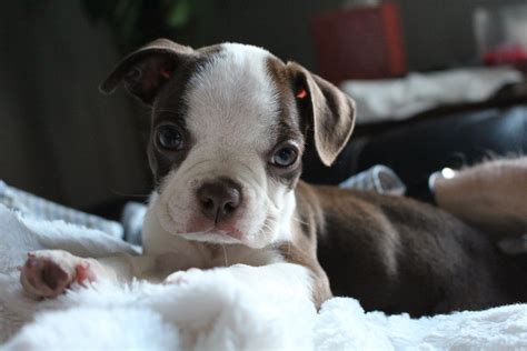 5 Reasons To Love Boston Terriers Its A Doggie Thing