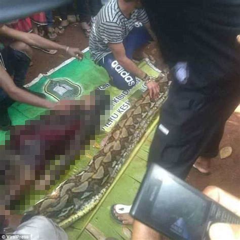 indonesian villagers slice open 27ft python and find woman s corpse daily mail online