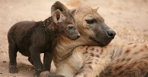 Hyenas 10 Fascinating Facts