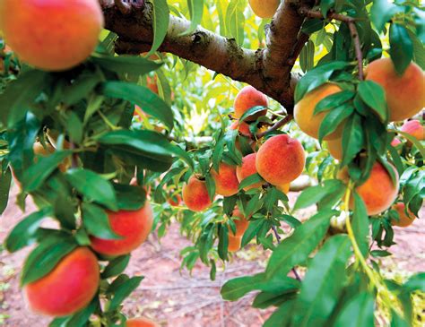 50 Best Things To Do In Georgia Eat A Peach At Pearson Farm