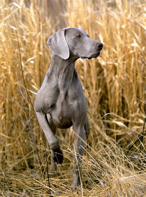 Pointing Dog Blog Breed Of The Week The Weimaraner Part 1