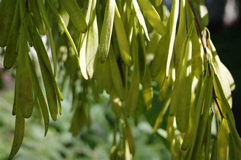 Green Ash Tree Seeds In The Sunlight Closeup Plants Background Stock