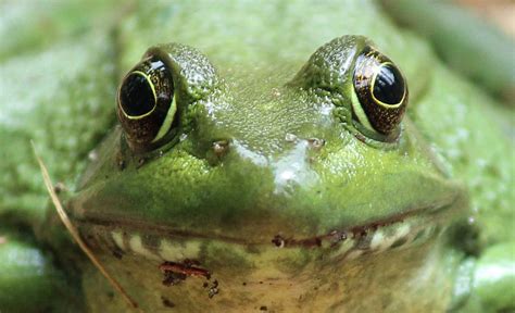 Frog Face Photograph By Cynthia Lynn Pixels