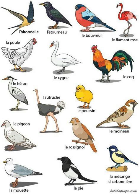 Bird Name In French Language Thème Oiseaux Maternelle Imagier