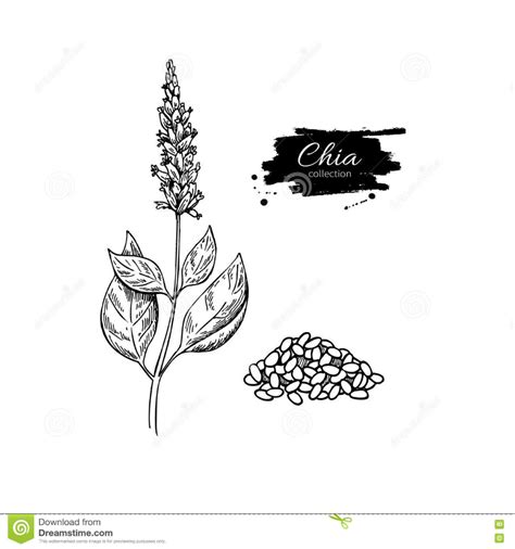 Illustration About Chia Plant And Seeds Superfood Drawing Hand Drawn