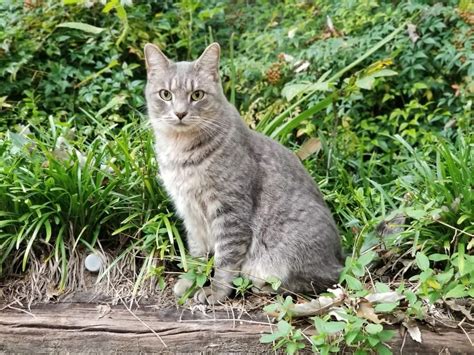 Dsh Silver Tabby Cat Rockwall Animal Adoptions