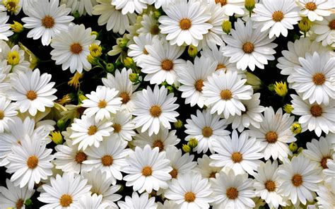 White Daisies Wallpaper 1920x1200 83383