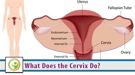 What Does The Cervix Do The Cervix S Role In Female Reproduction Youtube