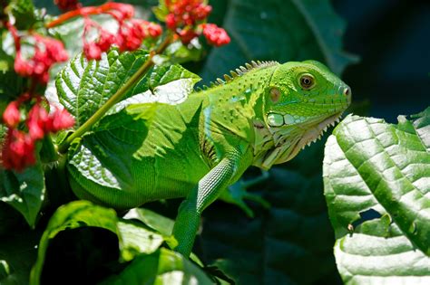 Iguana Reptile Animals Lizard Green Nature 4k Hd Wallpaper