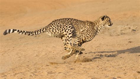 Speedy And Swift The Fastest Animals In The World Live Science