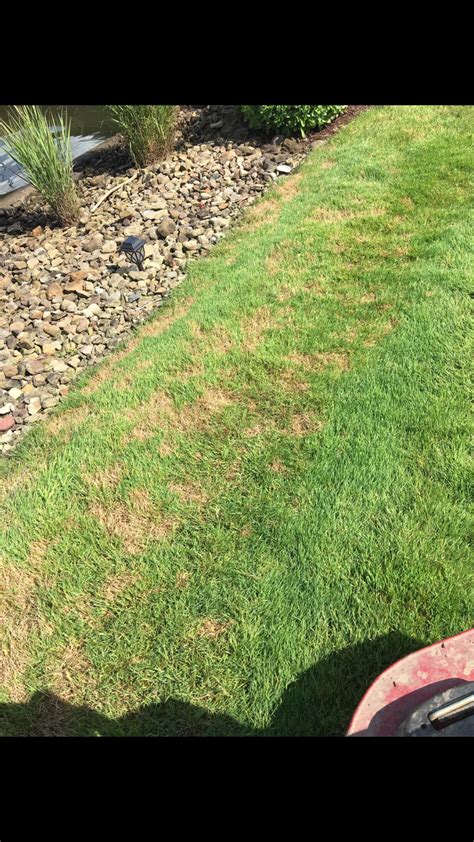 Identifying And Treating Lawn Disease Lawnsite Is The Largest And