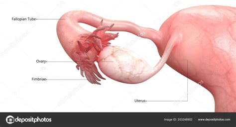 Sistema Reproductivo Femenino Con Etiquetas Anatomía fotografía de