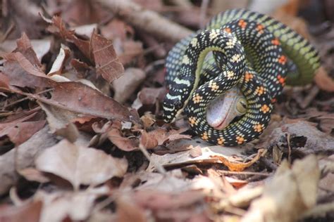 Scientists Discover New Snake Species Discovery Time