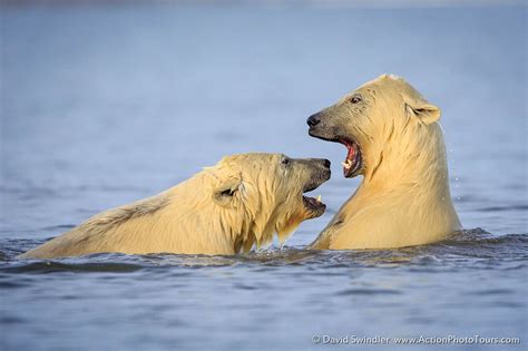 Alaskan Polar Bears And Northern Lights Photo Tour Polar Bear