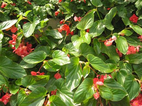Begonias How To Plant Grow And Care For A Begonia Plant