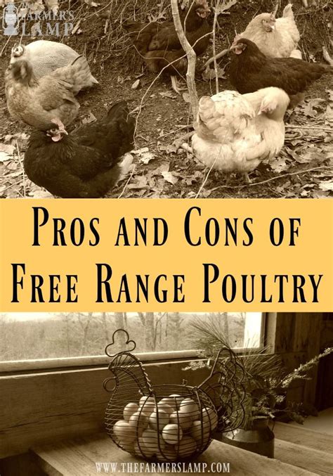 Pros and Cons of Free Range Poultry | Poultry, Chickens in ...