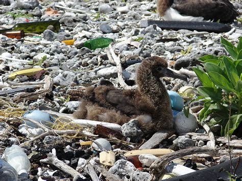 Animals Eat Ocean Plastic Because It Smells Like Food Ocean Leadership