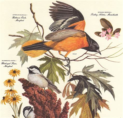 Vintage Arthur Singer Baltimore Oriole Bird Botanical Print