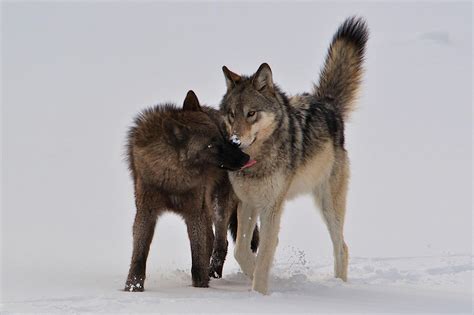 The Wonders Of Wolf Watching In Yellowstone National Park The