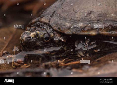 A Common Musk Turtle Eastern Musk Turtle Or Stinkpot Sternotherus