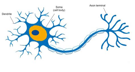 How The Brain Learns