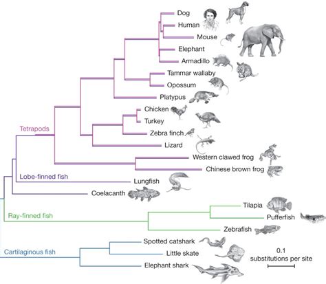 Coelacanth Genome Tree Phylogenetic Tree Evolution Nature Journal