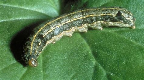 Spotting And Managing Spodoptera Armyworms Plantwiseplus Blog